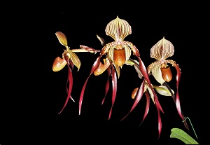 Paph. Shin-Yi Dragon Folsom AM 84 pts.